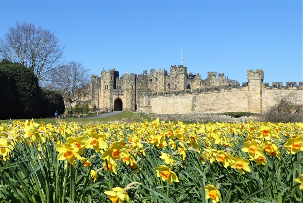 Alnwick Castle with Daffodils in the foreground