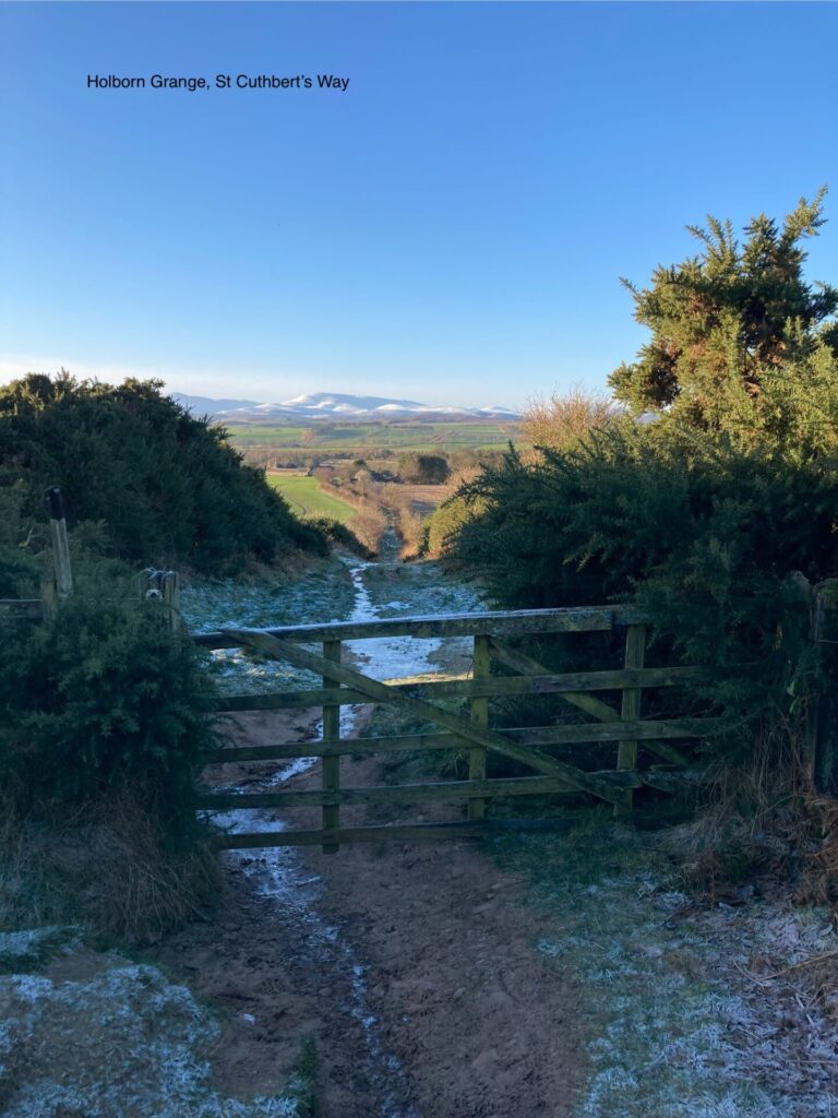 Looking over a wooden gate along a path with white frost in the middle. Further away the path goes between hedges with green fields behind them. In the far distance there is a large peak with white snow or cloud just visible. The sky is bright blue.