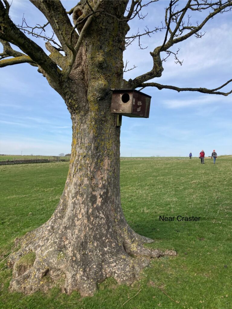 In the foreground is a large bare tree with an owl box attached. The tree is in a grassy field and three people can be seen in the distance coming towards us. The sky is blue with purple tinged cloud.